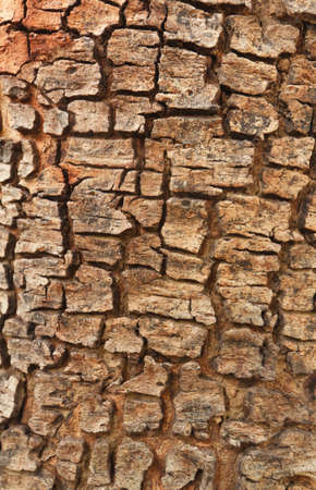 Patterns on the wood, of Cassia fistula treeの写真素材