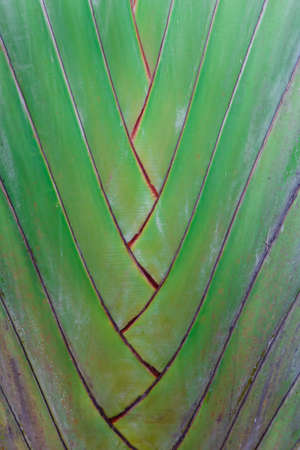Details of leaf stalk of traveller palmの写真素材