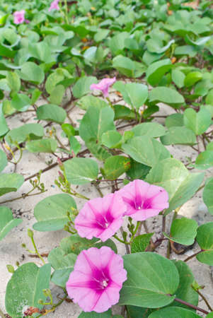 Ipomoea pes-caprae Sweet ( Ipomoea pes-caprae (L.) R.Br.)の写真素材