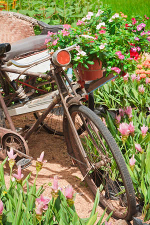 Three wheel bicycle Vintage, and decorated with flowers の写真素材