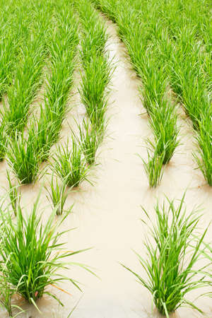 Rice field   in thailandの写真素材