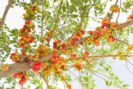 Ficus carica  Thai Fig ripe  の写真素材