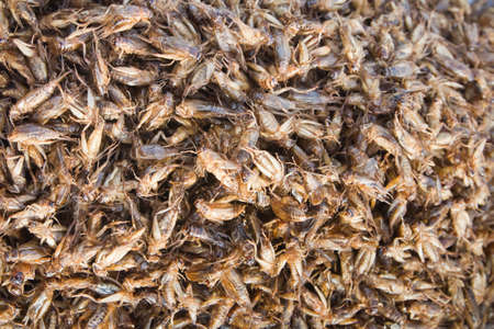 Ready to eat fried cricketsの写真素材