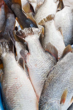 Seabass frozen ice 