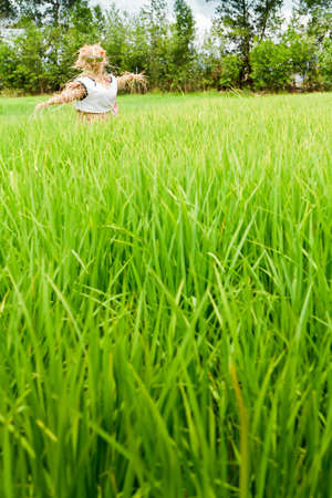 Rice field with scarecrow in thailandの写真素材