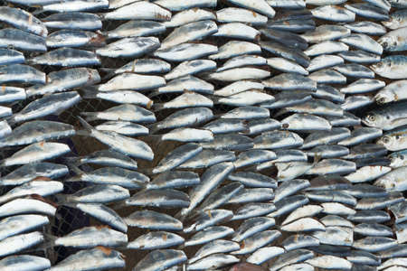 Dried Sea fish   Preservation の写真素材