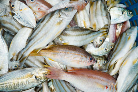 Many sea fish in the basket の写真素材