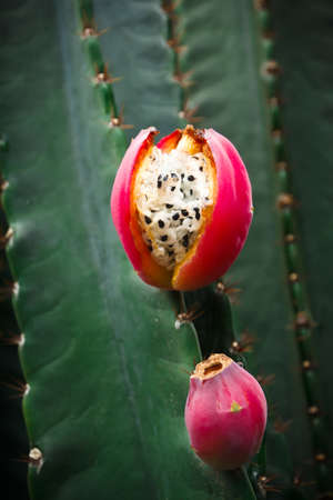 The ripe fruit of the cactus の写真素材