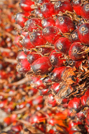 Oil palm fruit ripening.の写真素材