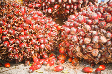Oil palm fruit ripening.の写真素材