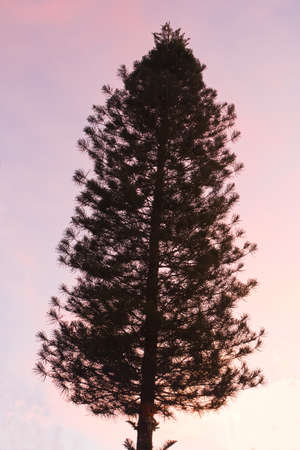high pine tree   silhouette  