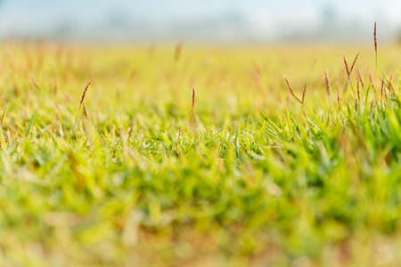 Lawn background