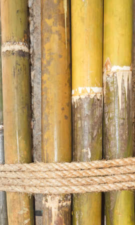 rope around a bambooの写真素材