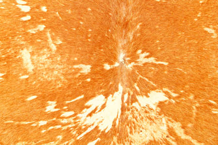 Cow leather used to make drumsの写真素材