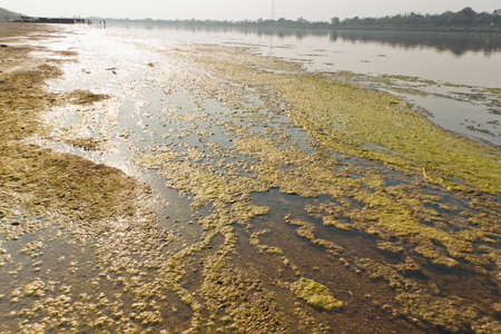 Algae along the Mekong River 