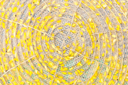 Cocoon in threshing basketの写真素材