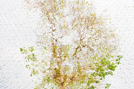 Tree shadow in the mirror の写真素材