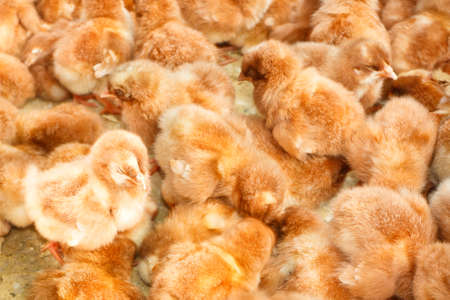 Chicks, sold on the market