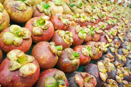 mangosteen, arranged in rows for decorate の写真素材