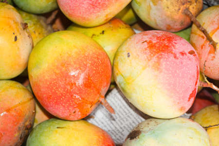 mangoes, varieties R2E2, in the market.の写真素材