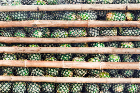 Pineapple, for lead to privatization in the factory.の写真素材
