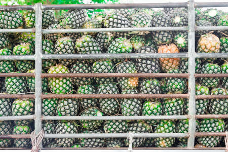 Pineapple, for lead to privatization in the factory.の写真素材