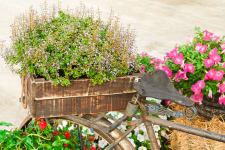 Old bike and decorated with flowers, in a beautiful garden.の写真素材
