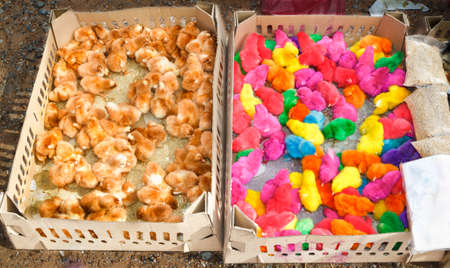 Chicks being painted, sold in the market.