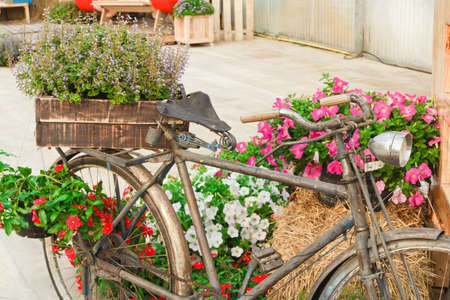 Old bike and decorated with flowers, in a beautiful garden.の写真素材