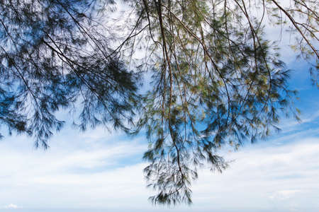 Pine tree with blue sky. Beautiful.