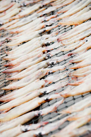 Many squid, dried on a sieve.の写真素材