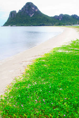 Goat's Foot Creeper or Beach Morning Glory, (Ipomoea pes-caprae) thrives on the beachの写真素材