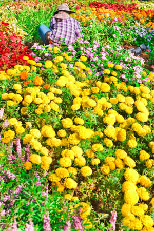 The flower garden and the gardener, in a bright atmosphere.の写真素材