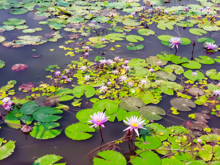 many lotus flowers in the pondの写真素材