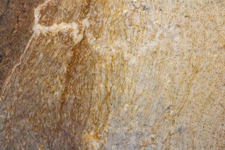 Patterns on the surface.の写真素材