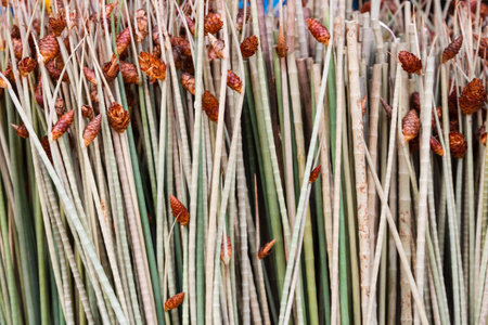 Dried krajood trees for weaving into productsの写真素材