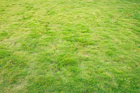 The field is covered with new grass.の写真素材