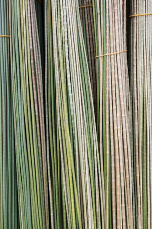 Dried Krajood trees bundled together.の写真素材
