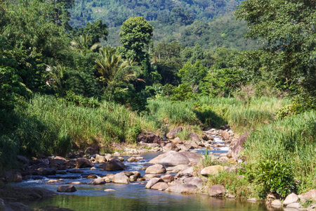 Mountain river in the jungle, thailand.の写真素材