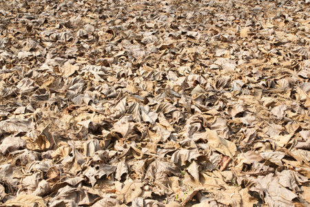 Dry leaves on the ground in the park, closeup of photoの写真素材