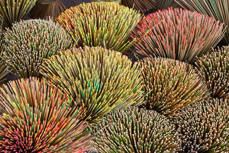 Dry Krajood, decorated with beautiful colorsの写真素材