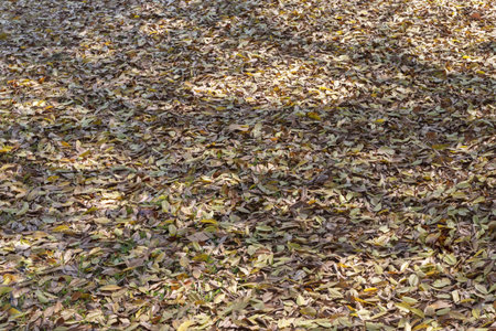Fallen leaves on the ground in the autumn park. Autumn background
