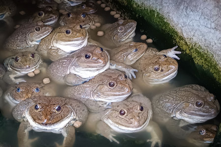 Frogs in the pond. Group of frogs in the pond.