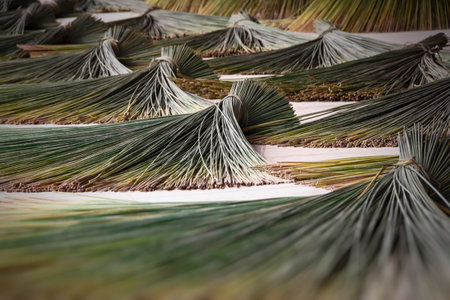Krajood trees, tied and then left to dry in the sunの写真素材