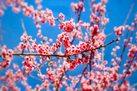 cherry blossom in spring, pink sakura flowers on blue sky background