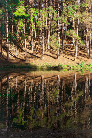 Pine trees reflected in the lake. Landscape of the forest lake