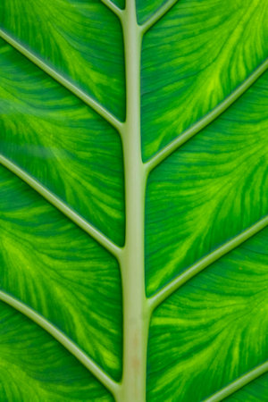 Close up of green leaf texture background. Natural green leaf background.の素材