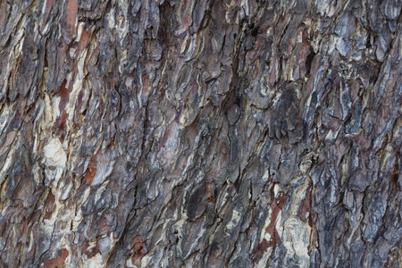 Bark of tree texture background. Close-up view.の素材