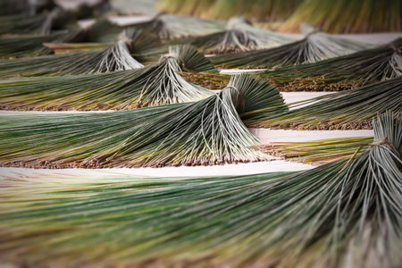 Close up of krajood tree for drying in the sun, Thailand.の写真素材