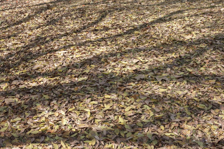 Dry leaves on the ground in autumn season. Natural background.